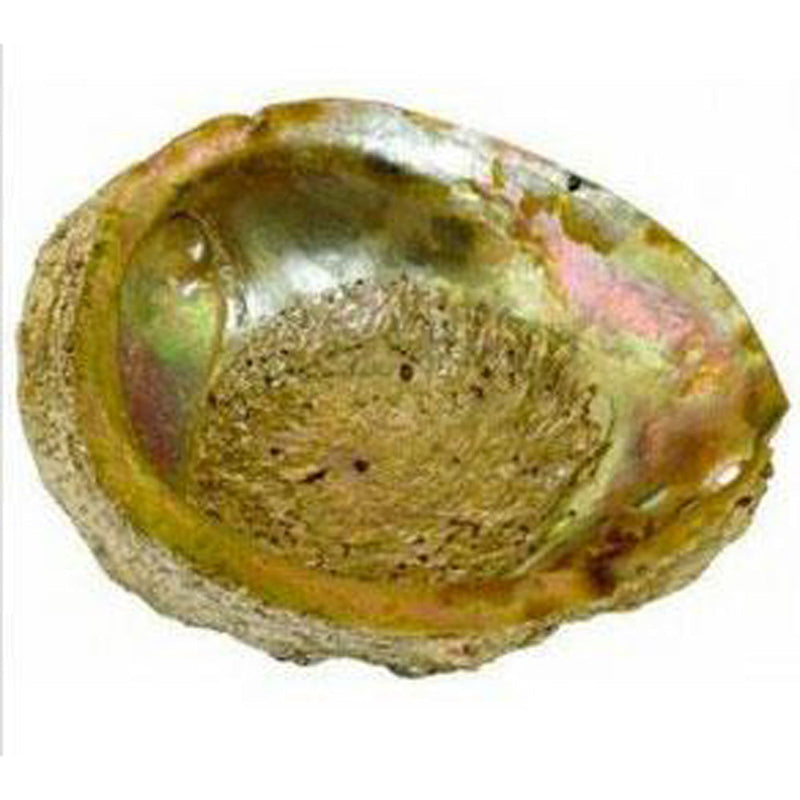 Large Abalone Shell - Headshop.com