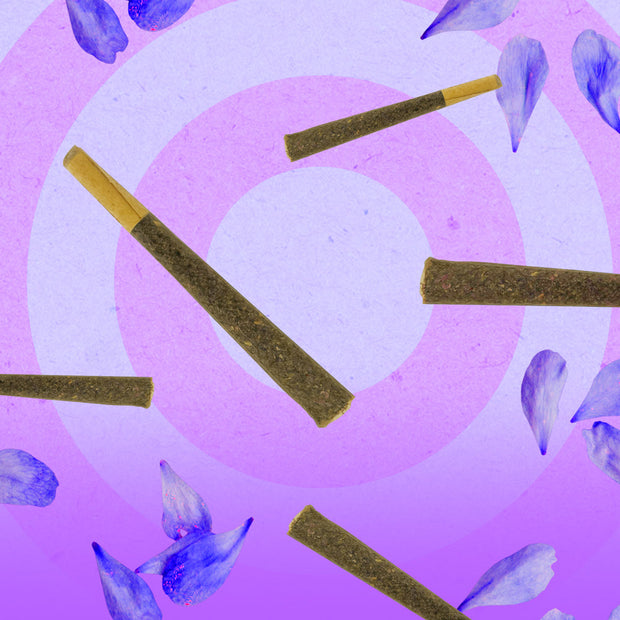 NUUD NUUDIES Pre-Rolled Sex Joints Single Lavender Cosmo 12-Piece Display - Headshop.com