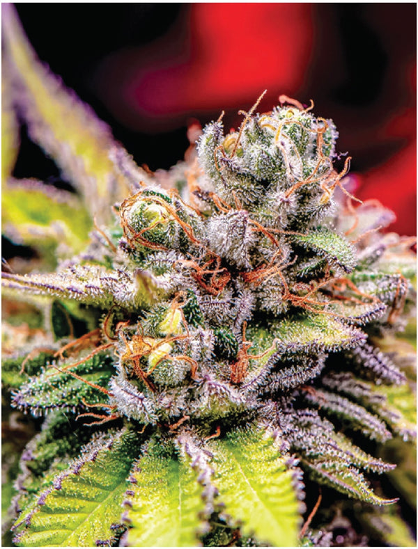 Indica Puzzle: Nick Johnson āColins Mandarin Temple" 8.1" x 10.81" 130 Piece Indica Puzzle: Nick Johnson āColins Mandarin Temple" 8.1" x 10.81" 130 Piece