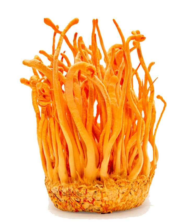 Organic Cordyceps Tincture (Energy) - Headshop.com