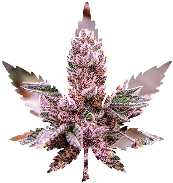 Indica Leaf Shape Puzzle: Nick Johnson āTropicana Cookies" 10" x 11" 69 Piece 1/4 Inch thick Maple Wood Jigsaw Puzzle Indica Leaf Shape Puzzle: Nick Johnson āTropicana Cookies" 10" x 11" 69 Piece 1/4 Inch thick Maple Wood Jigsaw Puzzle