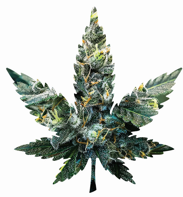 Indica Leaf Shape Puzzle: Sport Farmer "Witches Fuel" 10" x 11" 69 Piece 1/4 Inch thick Maple Wood Jigsaw Indica Leaf Shape Puzzle: Sport Farmer "Witches Fuel" 10" x 11" 69 Piece 1/4 Inch thick Maple Wood Jigsaw