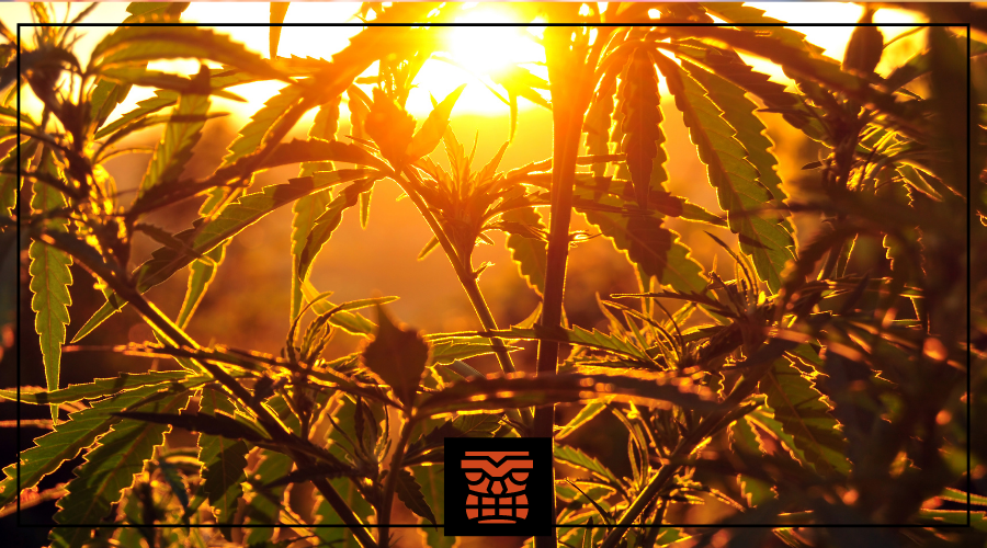 8 Environmentally Friendly Ways to Smoke Cannabis