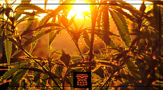 8 Environmentally Friendly Ways to Smoke Cannabis