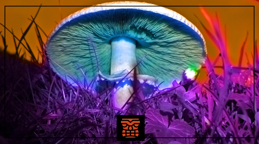 Magic Mushroom Supplements - The Latest Health Trend