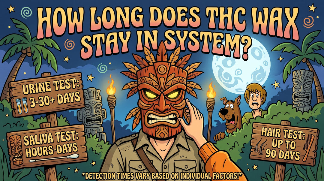 How Long Does THC Wax Stay in System? 2026 Guide