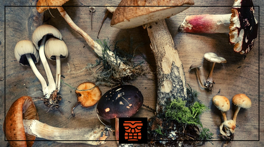 What are Functional Mushrooms and Why You Should Use Them