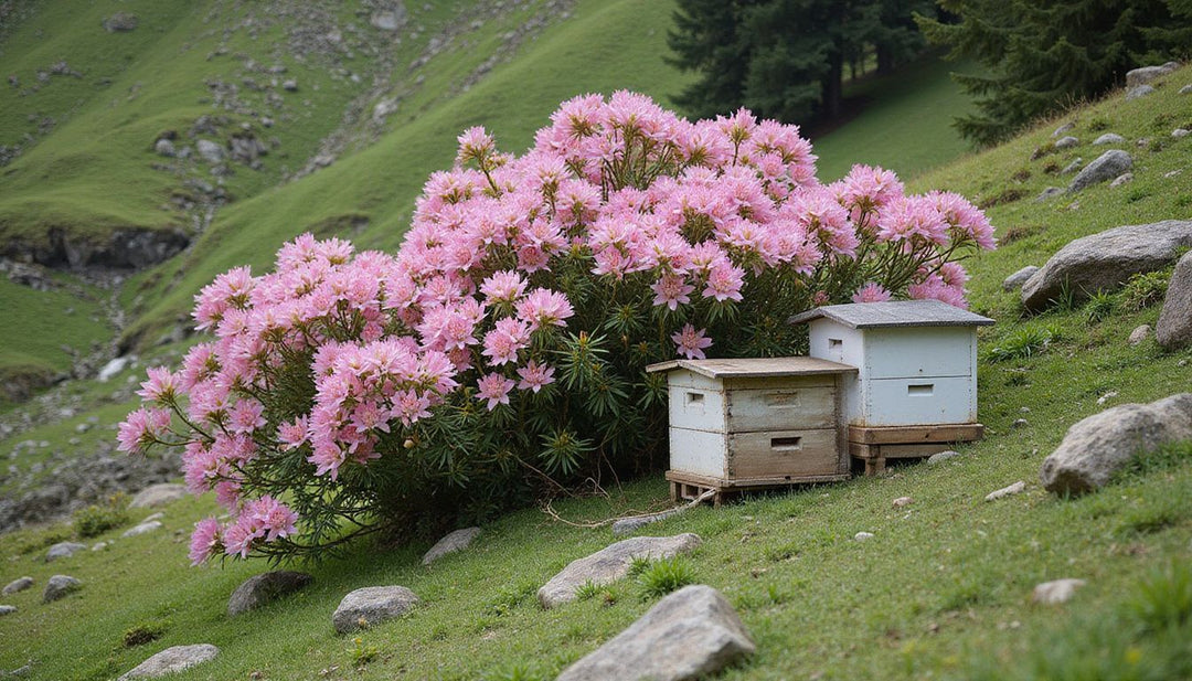 Where is Mad Honey from: Exploring its Origins in Nepal and Turkey