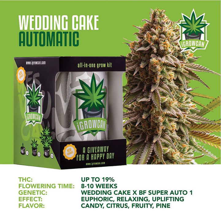 Royal Queen Seeds iGrowCan All-In-One Hemp Grow Kit