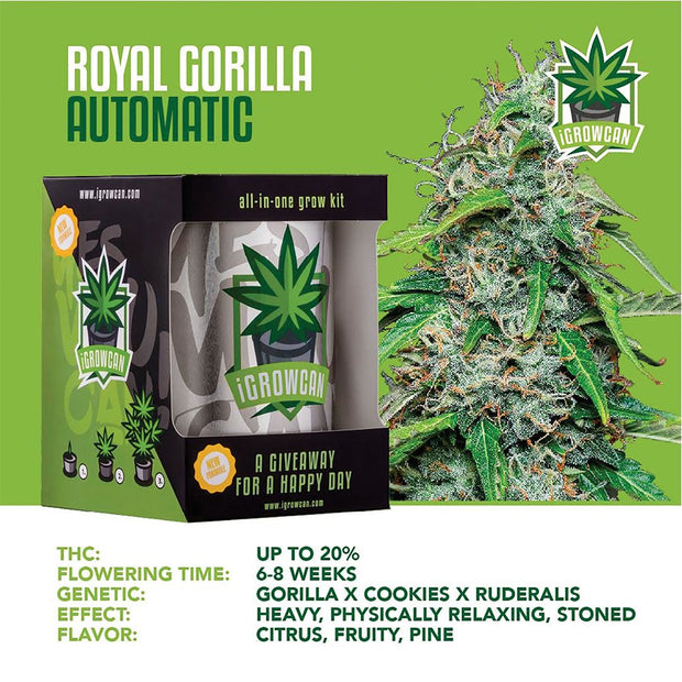 Royal Queen Seeds iGrowCan All-In-One Hemp Grow Kit - Headshop.com