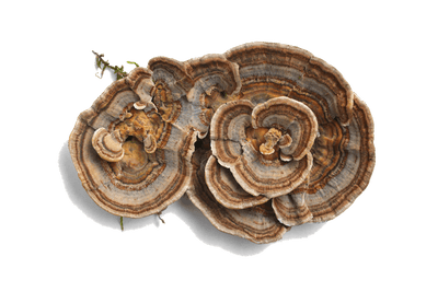 Organic Turkey Tail Tincture (Immunity) - Headshop.com