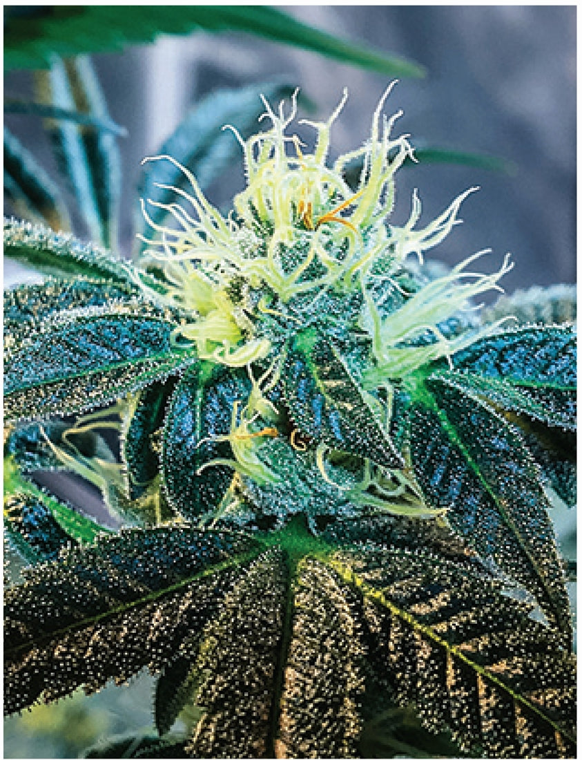 Indica Puzzles: Sport Farmer “Gary GNU II” 8.1" x 10.81" 130 Piece 1/4 Inch thick Maple Wood Jigsaw Puzzle - Headshop.com