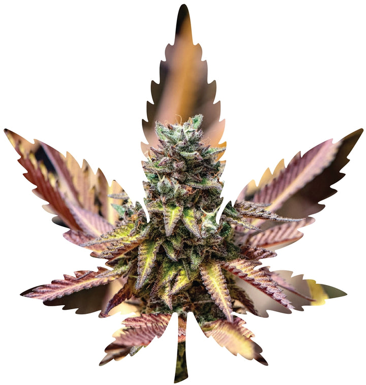 Indica Leaf Shape Puzzle: Nick Johnson “Gelato Cake" 10" x 11" 69 Piece 1/4 Inch thick Maple Wood Jigsaw Puzzle - Headshop.com