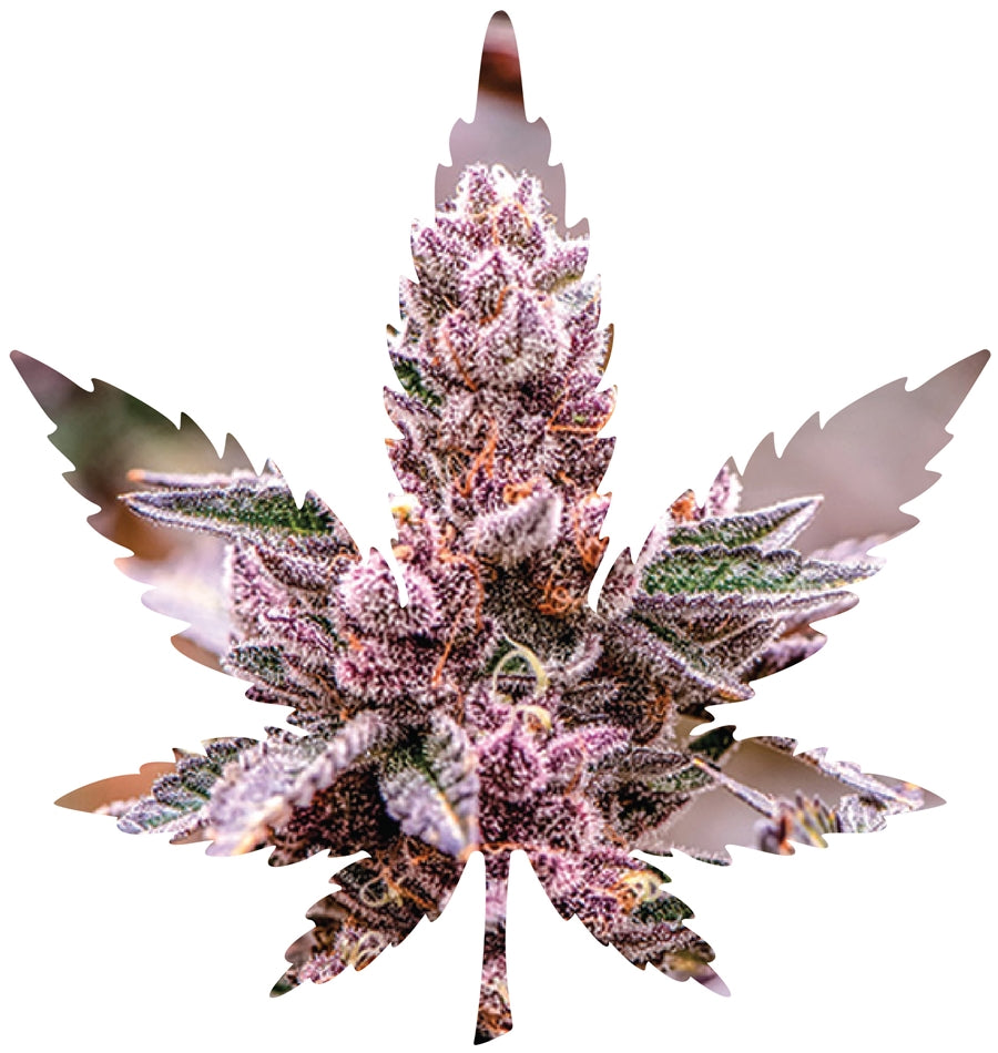 Indica Leaf Shape Puzzle: Nick Johnson “Tropicana Cookies" 10" x 11" 69 Piece 1/4 Inch thick Maple Wood Jigsaw Puzzle - Headshop.com
