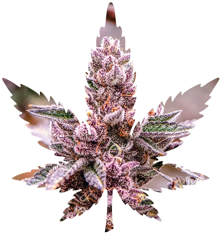 Indica Leaf Shape Puzzle: Nick Johnson “Tropicana Cookies" 10" x 11" 69 Piece 1/4 Inch thick Maple Wood Jigsaw Puzzle - Headshop.com