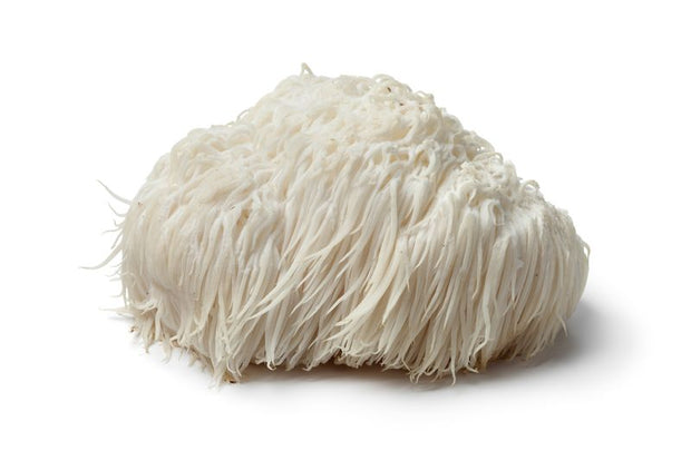 Organic Lion's Mane Tincture (Focus) Shroom drops - Headshop.com