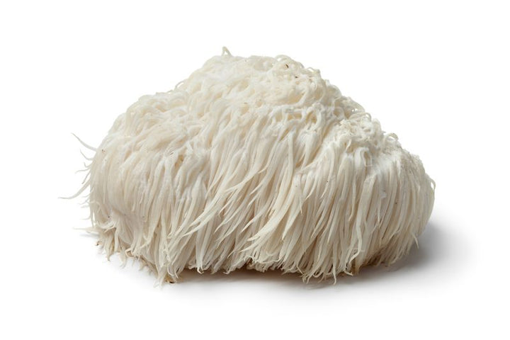 Organic Lion's Mane Tincture (Focus) Shroom drops - Headshop.com