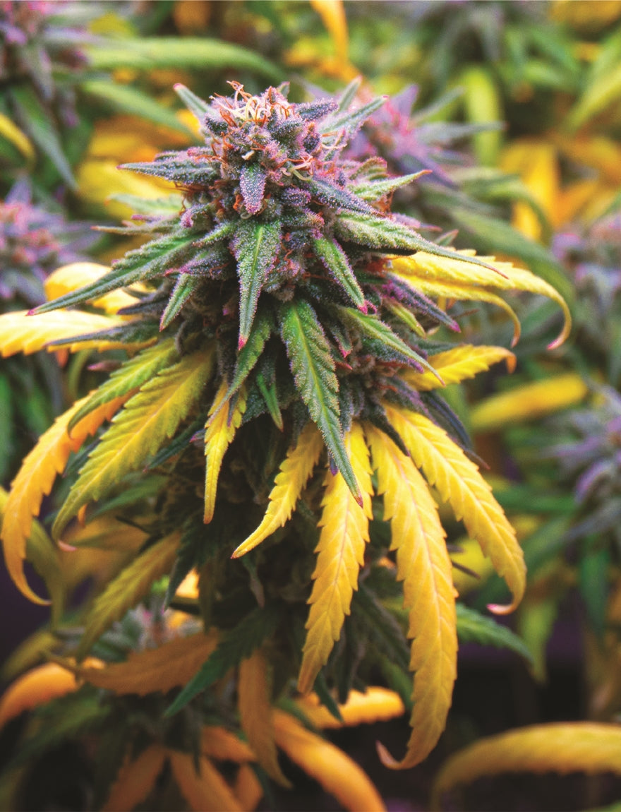 Indica Puzzles “Harvest Party" 6.1" x 8.1" 85 Piece 1/4 Inch thick Maple Wood Jigsaw Puzzle - Headshop.com