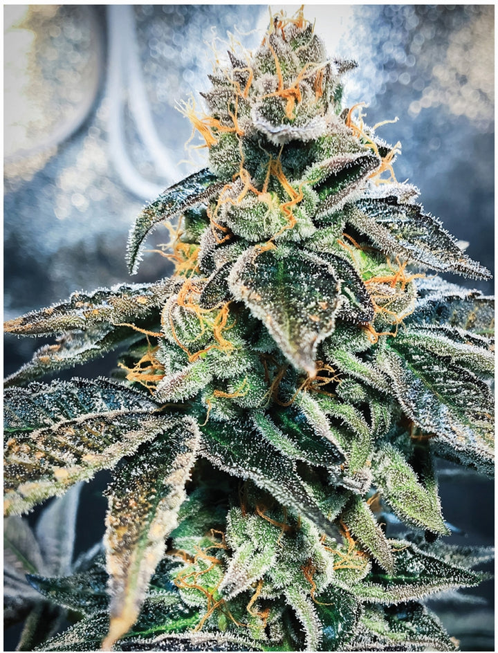 Indica Puzzles: Sport Farmer “Gary GNU” 8.1" x 10.81" 130 Piece 1/4 Inch thick Maple Wood Jigsaw Puzzle - Headshop.com
